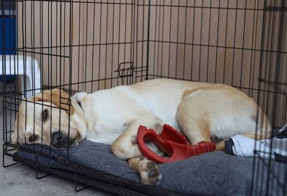 Cages, Crates & Carriers