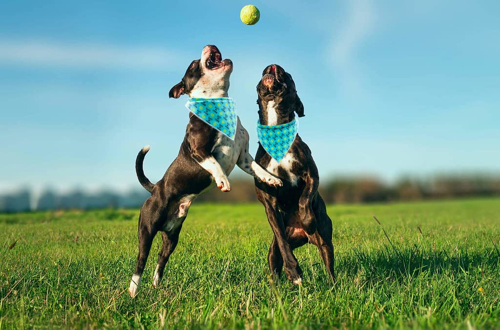 Paws Dog Bandana for Small Medium Large Dogs, Cat Kerchief Blue DOIT, Triangle Bibs Scarf for Girl or Boy