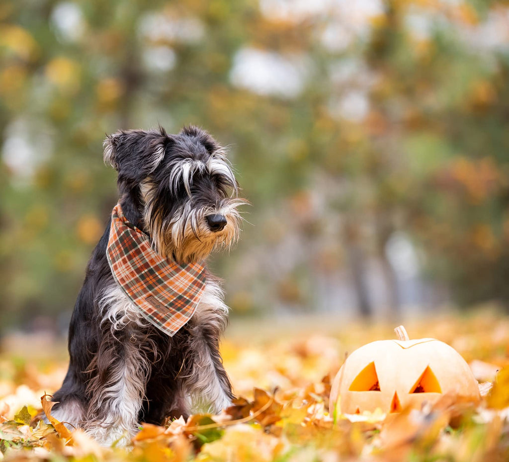 Paws Dog Bandana for Small Medium Large Dogs, Cat Kerchief Blue DOIT, Triangle Bibs Scarf for Girl or Boy