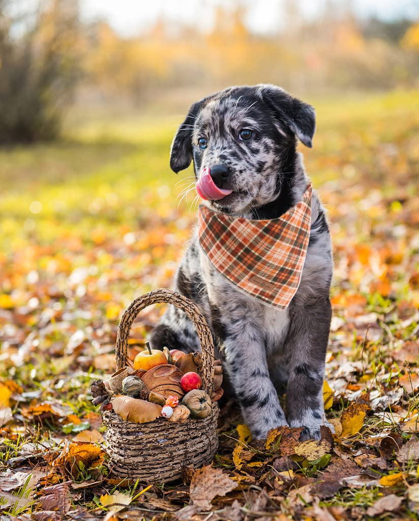 Paws Dog Bandana for Small Medium Large Dogs, Cat Kerchief Blue DOIT, Triangle Bibs Scarf for Girl or Boy