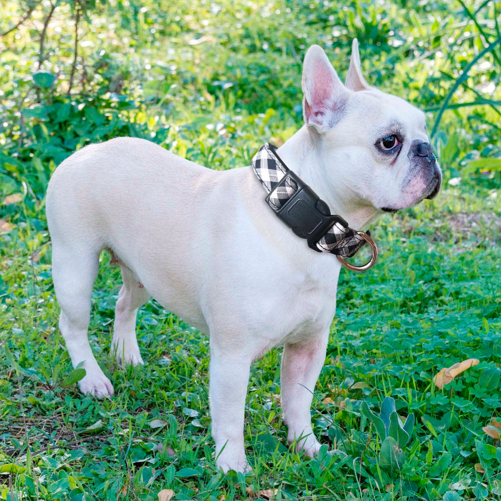 Reflective Dog Collar Padded with Soft Neoprene Breathable Adjustable Nylon Dog Collars for Small Medium Large Dogs (Medium (Pack of 1), Vivid Blue Collar+Leash)