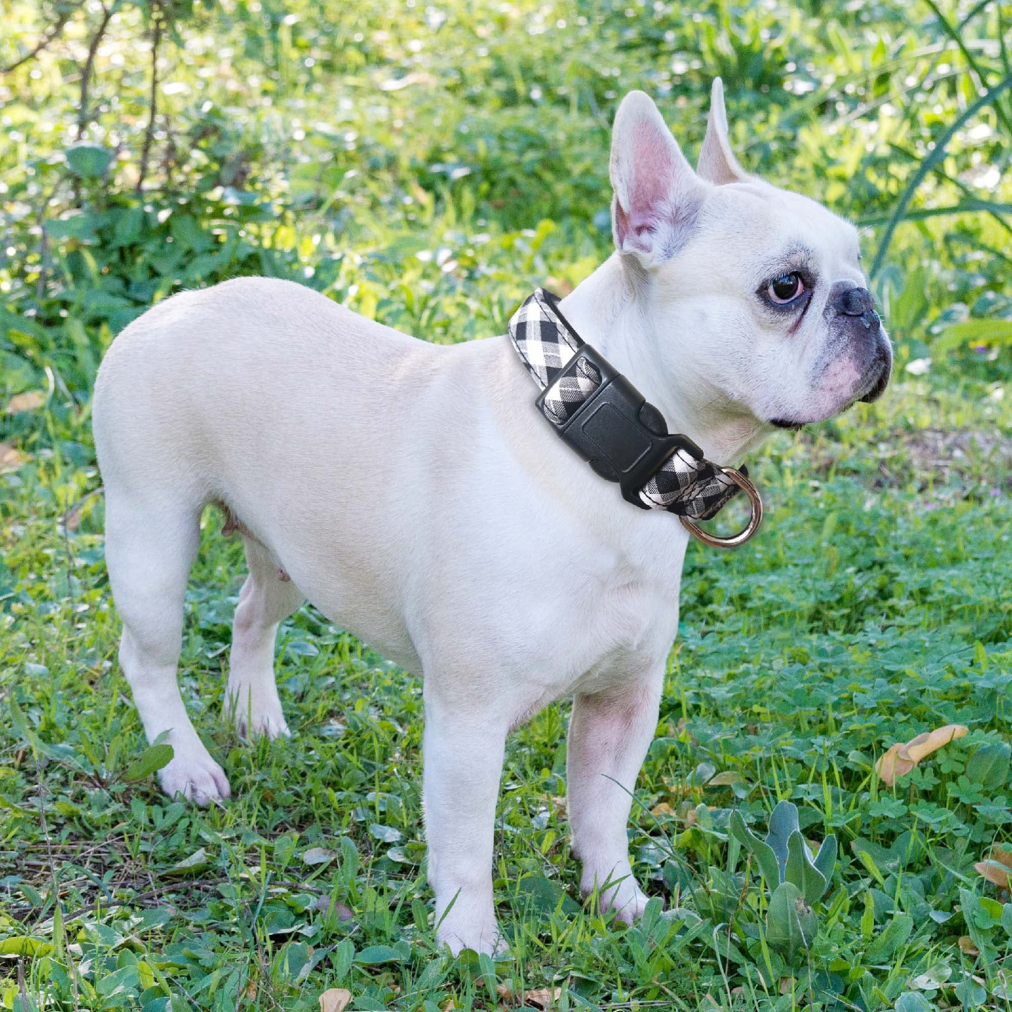 Reflective Dog Collar Padded with Soft Neoprene Breathable Adjustable Nylon Dog Collars for Small Medium Large Dogs (Medium (Pack of 1), Vivid Blue Collar+Leash)