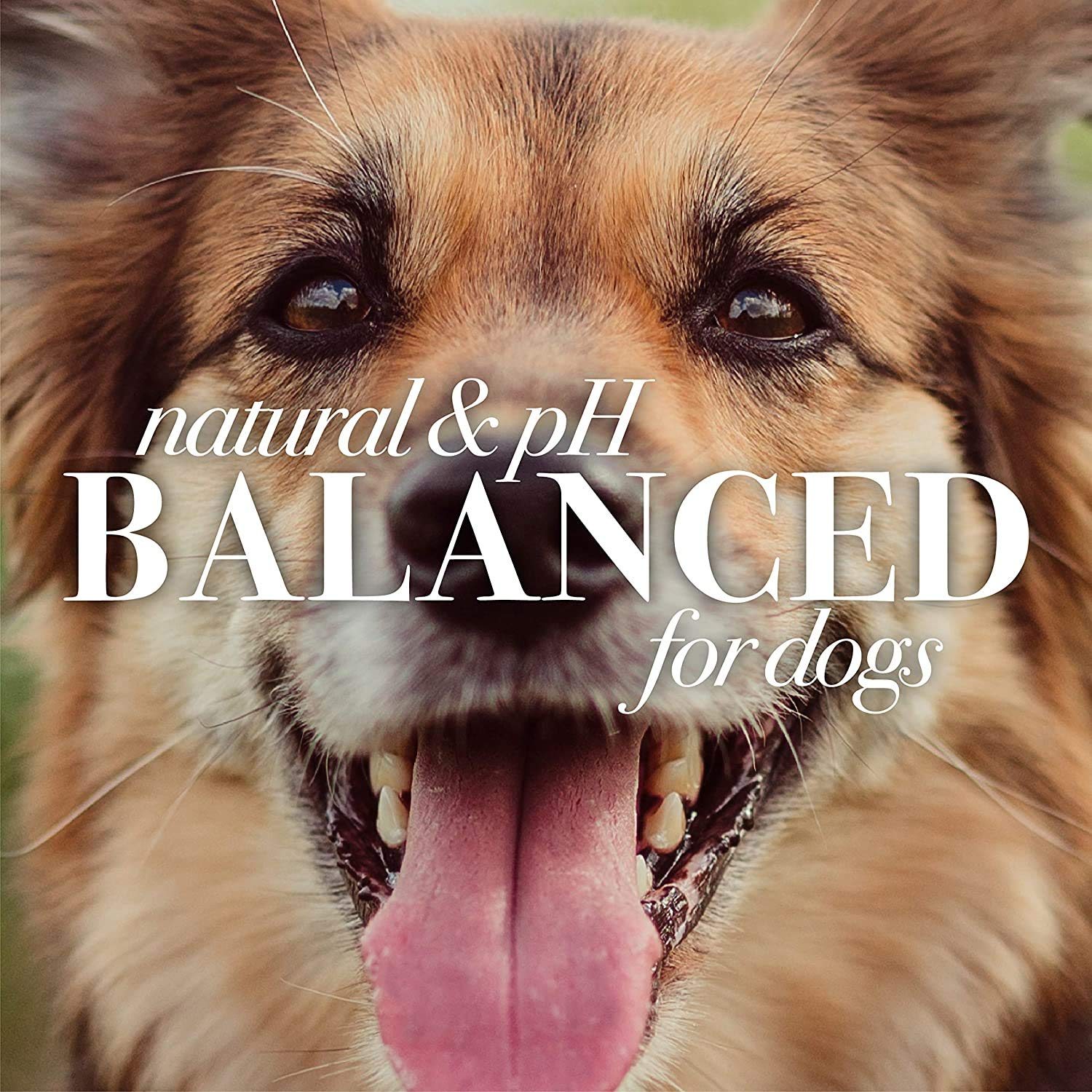 Burt's Bees for Pets Oatmeal Dog Conditioner with Colloidal Oat Flour & Honey - Soothing Relief Conditioner for Dogs, Gentle Dog Hair Conditioner for Oatmeal Bath, Grooming Supplies, 10 Fl Oz