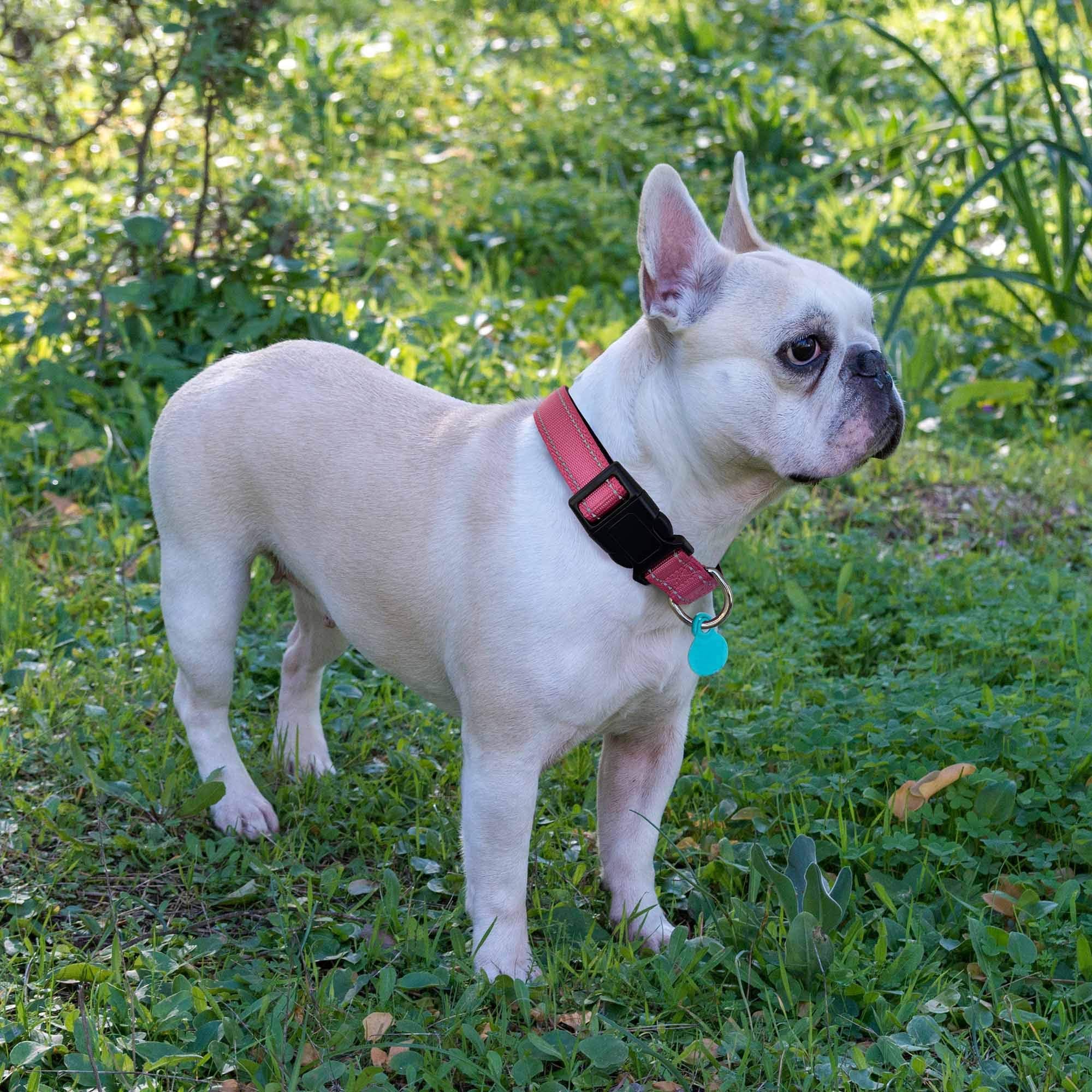 Reflective Dog Collar Padded with Soft Neoprene Breathable Adjustable Nylon Dog Collars for Small Medium Large Dogs (Medium (Pack of 1), Vivid Blue Collar+Leash)