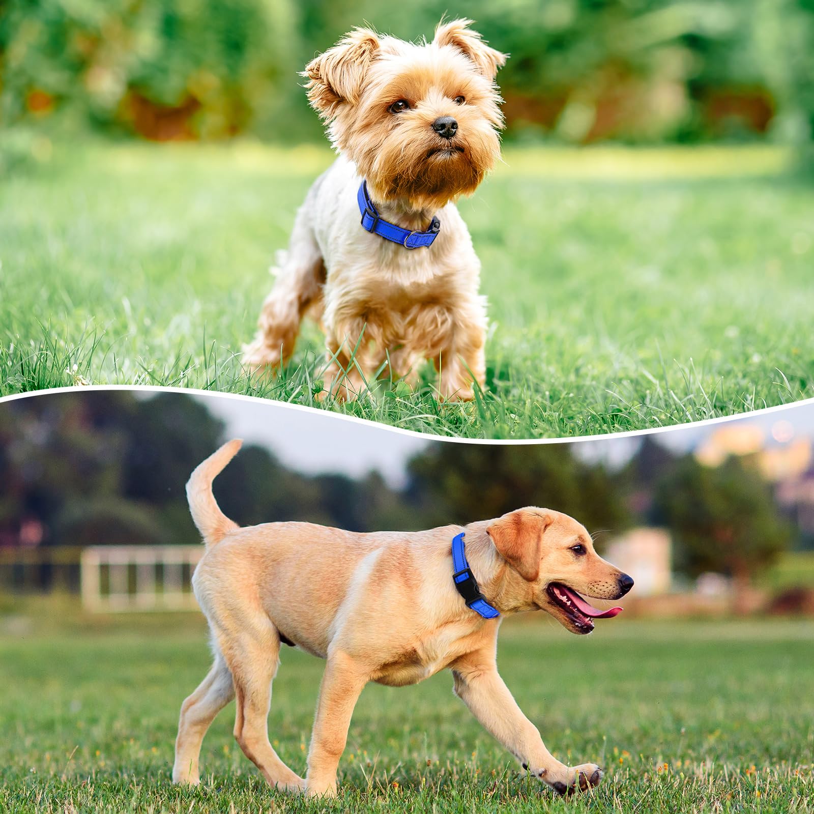 Reflective Dog Collar Padded with Soft Neoprene Breathable Quick Release Basic Dog Collars