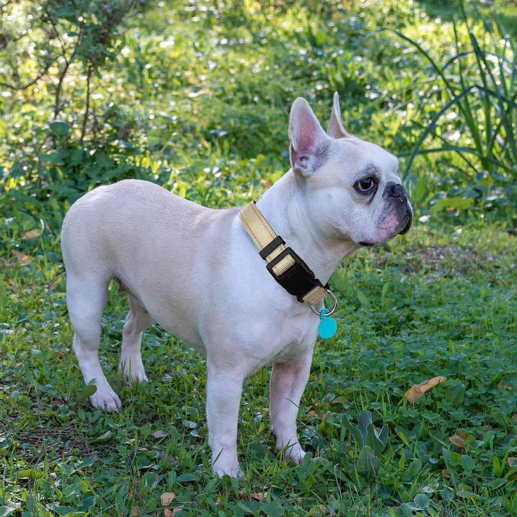 Reflective Dog Collar Padded with Soft Neoprene Breathable Adjustable Nylon Dog Collars for Small Medium Large Dogs (Medium (Pack of 1), Vivid Blue Collar+Leash)