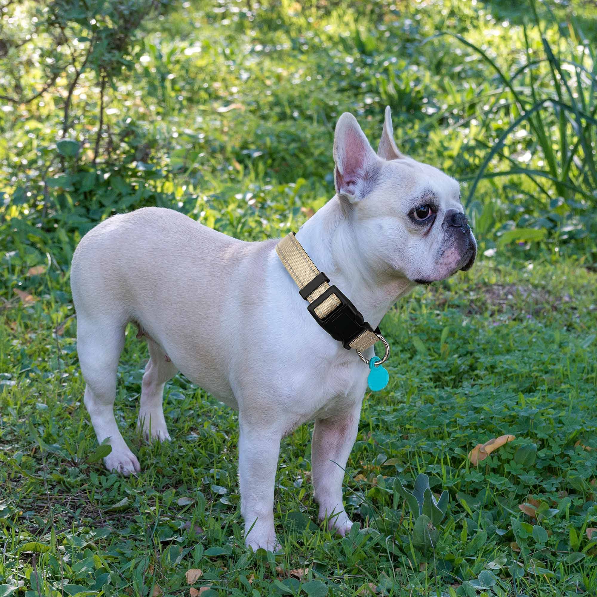 Reflective Dog Collar Padded with Soft Neoprene Breathable Adjustable Nylon Dog Collars for Small Medium Large Dogs (Medium (Pack of 1), Vivid Blue Collar+Leash)