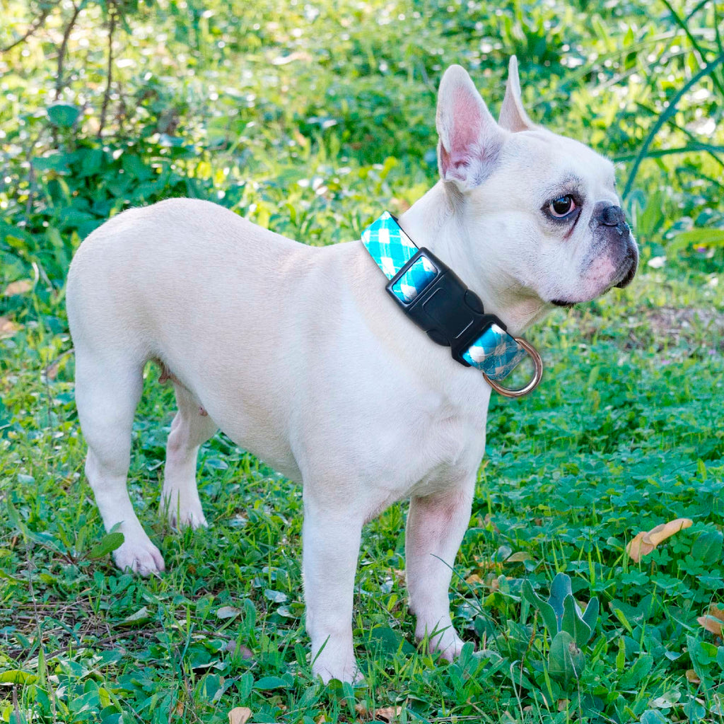 Reflective Dog Collar Padded with Soft Neoprene Breathable Adjustable Nylon Dog Collars for Small Medium Large Dogs (Medium (Pack of 1), Vivid Blue Collar+Leash)