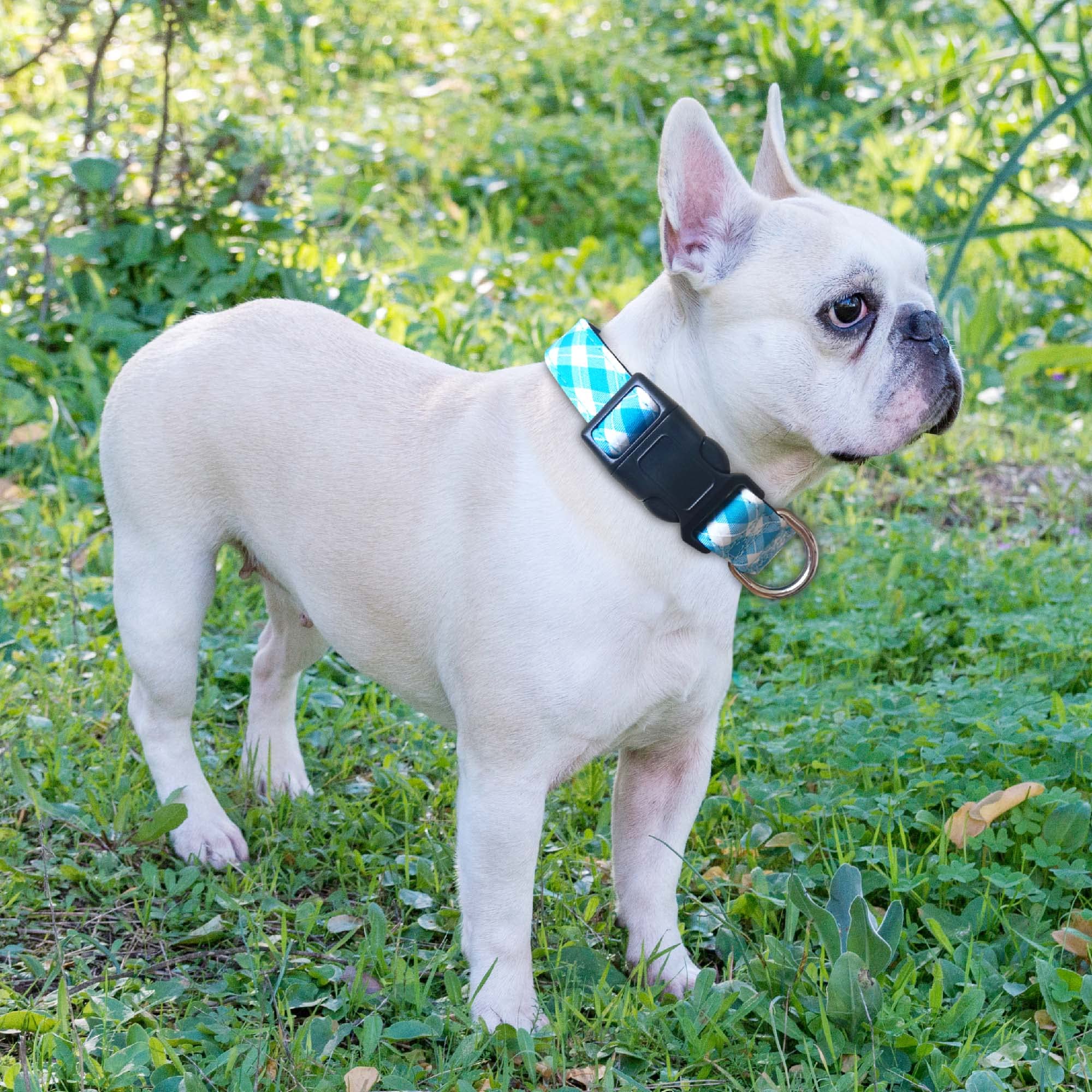 Reflective Dog Collar Padded with Soft Neoprene Breathable Adjustable Nylon Dog Collars for Small Medium Large Dogs (Medium (Pack of 1), Vivid Blue Collar+Leash)