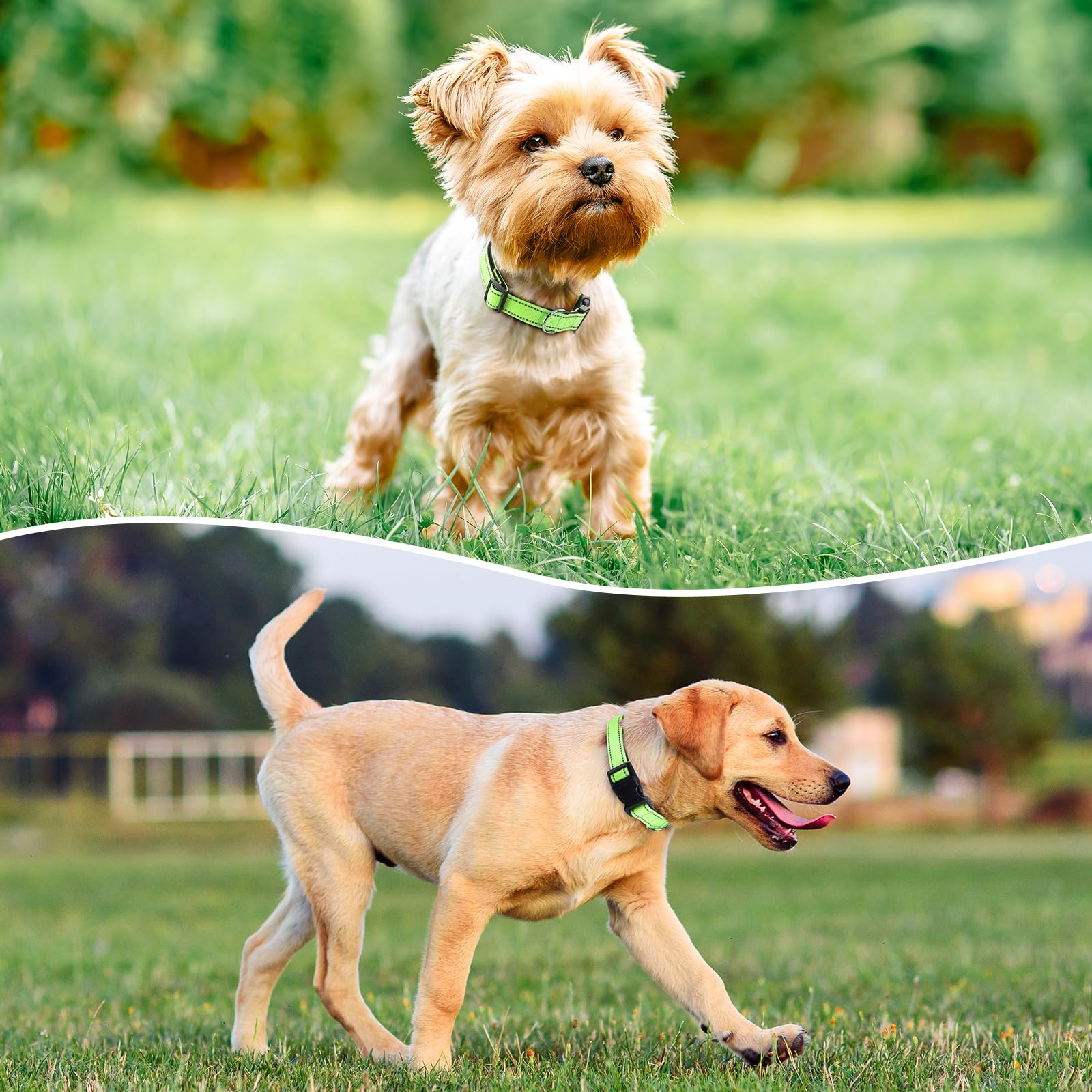 Reflective Dog Collar Padded with Soft Neoprene Breathable Quick Release Basic Dog Collars