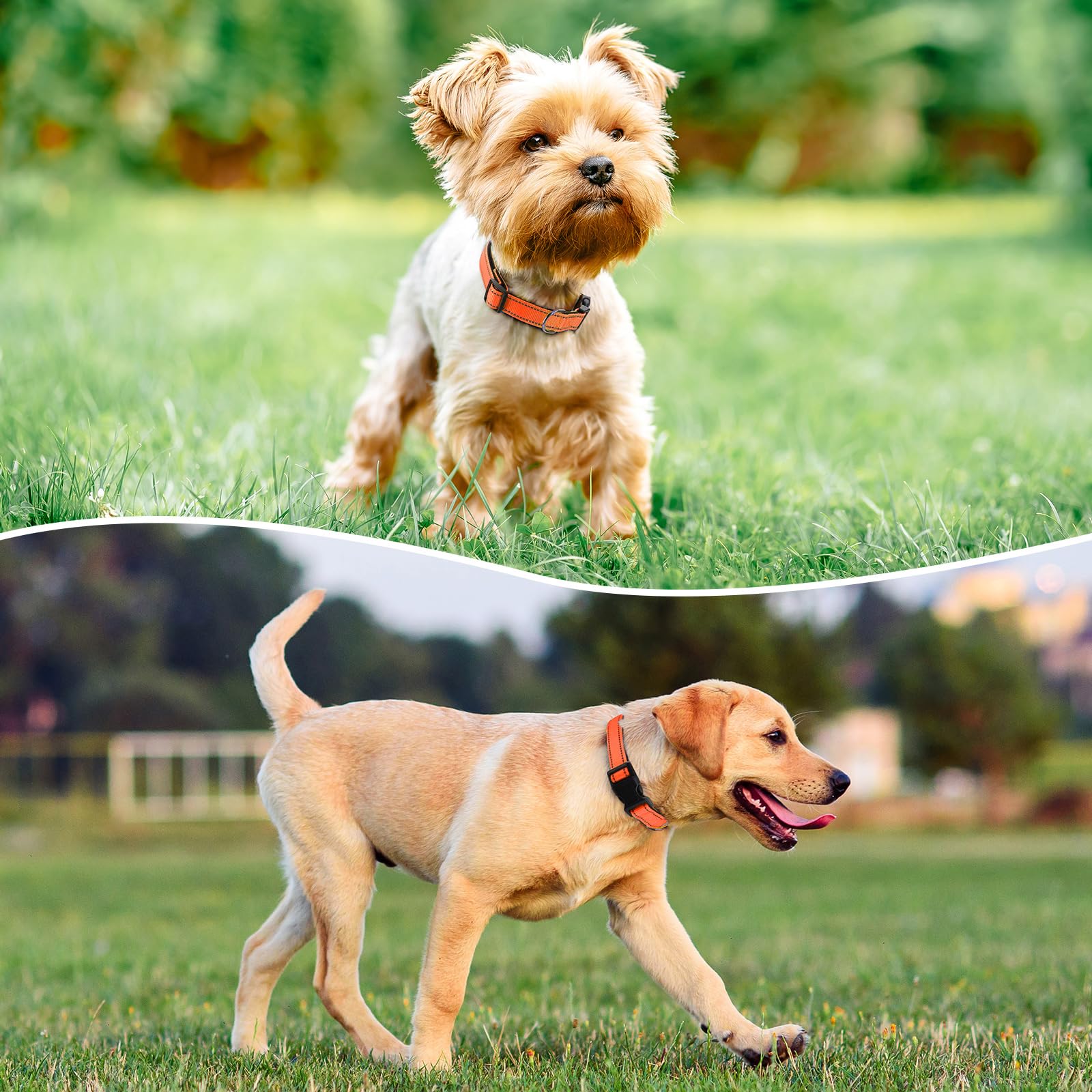 Reflective Dog Collar Padded with Soft Neoprene Breathable Quick Release Basic Dog Collars