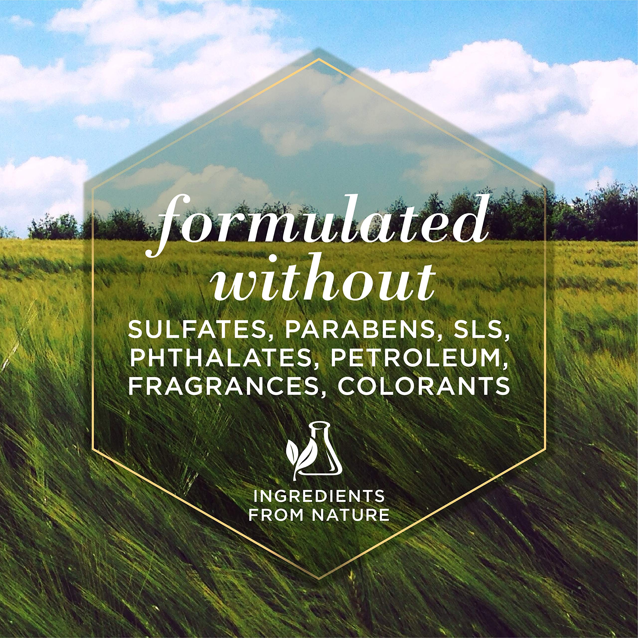 Burt's Bees for Pets Oatmeal Shampoo for Dogs with Colloidal Oat Flour and Honey - Skin Soothing Dog Oatmeal Shampoo, Moisturizing Dog Wash for Itchy Dry Skin, Essential Grooming Supplies, 16 Fl Oz