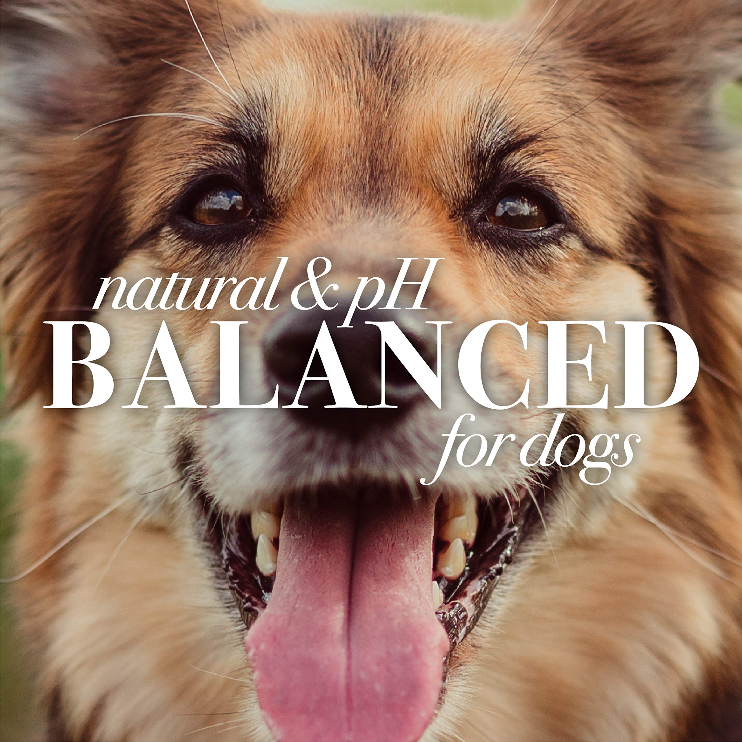 Burt's Bees for Pets Oatmeal Dog Conditioner with Colloidal Oat Flour & Honey - Soothing Relief Conditioner for Dogs, Gentle Dog Hair Conditioner for Oatmeal Bath, Grooming Supplies, 10 Fl Oz