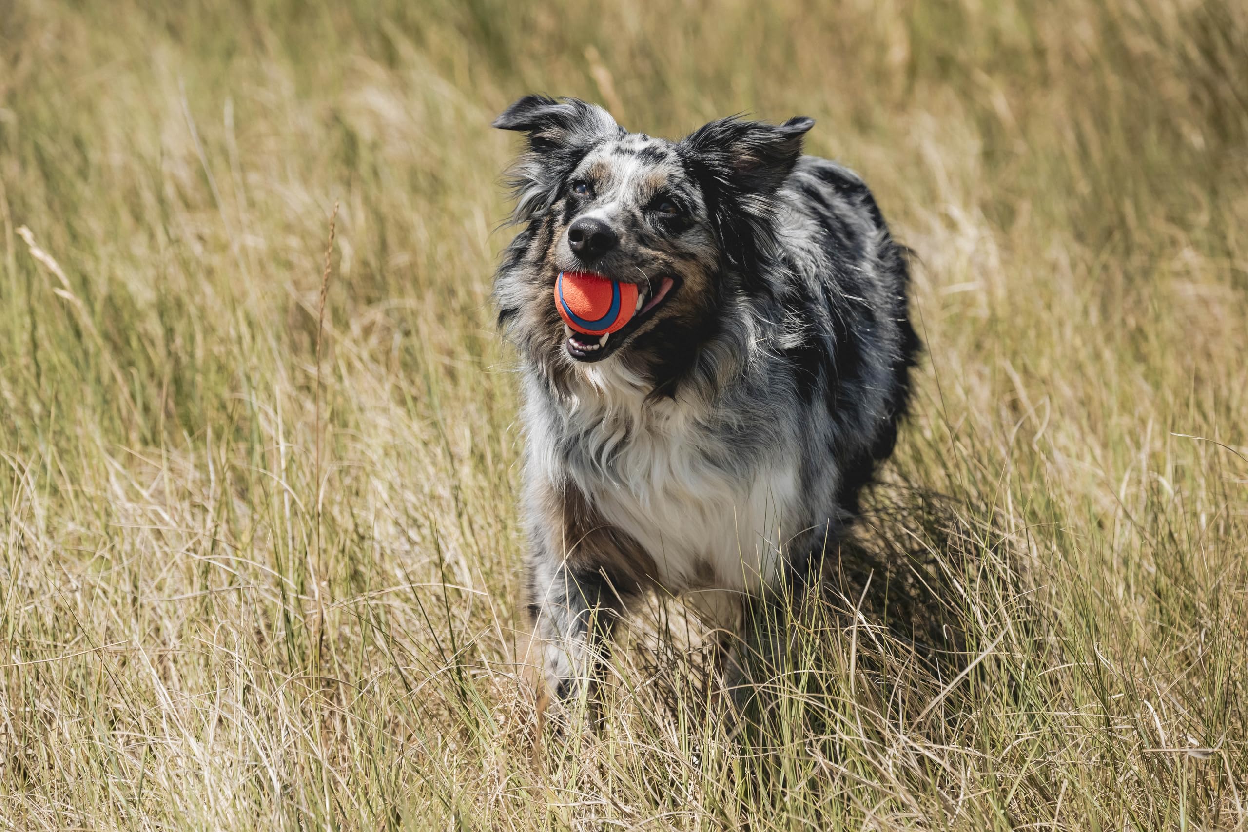 Chuckit! Ultra Squeaker Balls for Dogs, Floating Water Pet Toys, Durable Rubber Pet Toy, Bouncy Squeaky Fetch Balls For Dogs, Pack of 2, Medium (2.5")
